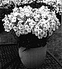 Nemesia%20caerulea%20x%20Nemesia%20strumosa%20%27Kirine-4%27