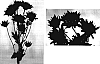 Chrysanthemum%20x%20morifolium%20%27Yorock%27
