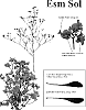 Limonium%20sinense%20%27Esm%20Sol%27