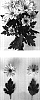 Chrysanthemum%20x%20morifolium%20%27Deksinclair%27