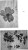 Rosa%20hybrida%20L.%20%27TAN97274%27
