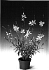 Gaura%20lindheimeri%20%27Gaudros%27