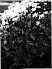 Lavandula%20stoechas%20%27Winter%20Lace%27