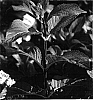 Hydrangea%20macrophylla%20%27HYMMAD%20II%27