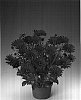 Osteospermum%20ecklonis%20%27Osecmapu%27