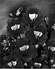 Alstroemeria%20hybrida%20%27Zalsabin%27