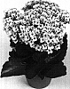 Kalanchoe%20blossfeldiana%20%27Meru%20Improved%27