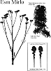Limonium%20sinnuatum%20%27Esm%20Mirlo%27