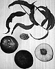 Prunus%20pesica%20%27nucipersica%27