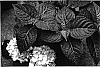 Hydrangea%20macrophylla%20%27HYMMAD%20I%27