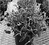 Lavandula%20stoechas%20%27Mulberry%20Ruffles%27