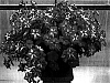 Petunia%20x%20hybrida%20%27PET0606%27