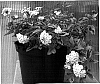 Lantana%20camara%20%27Liberty%20Bell%27