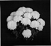 Chrysanthemum%20x%20morifolium%20%27Yovail%27