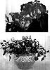 Impatiens%20walleriana%20%27Boddblorgbi%27
