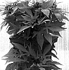 Ipomoea%20batatas%20%27IP059%27