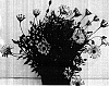 Osteospermum%20ecklonis%20%27GG%20DEL%20PWN06%27