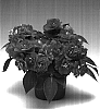 Impatiens%20walleriana%20%27Imdohopi%27
