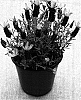 Lavandula%20stoechas%20%27Blueberry%20Ruffles%27