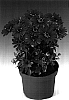 Osteospermum%20ecklonis%20%27Oslipu%27