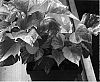 Ipomoea%20batatas%20%27Emerald%20Splash%27