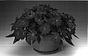 Impatiens%20hawkeri%20%27Ingvine%27