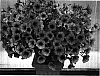 Petunia%20x%20hybrida%20%27PET0605%27
