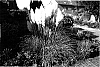 Cortaderia%20selloana%20%27Evita%27