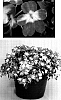 Impatiens%20walleriana%20%27Bodlizorgnov%27