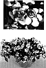 Impatiens%20walleriana%20%27Boddblviobi%27
