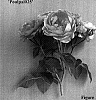 Rosa%20hybrida%20%27Poulpal025%27