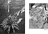 Hosta%20sp.%20%28Tratt.%29%20%27Pineapple%20Punch%27