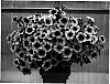 Petunia%20x%20hybrida%20%27PET0610%27