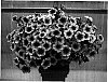 Petunia%20x%20hybrida%20%27PET0610%27