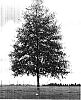 Quercus%20phellos%20%27QPSTB%27