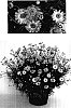 Argyranthemum%20frutescens%20%27Stans001%27