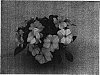 Impatiens%20hawkeri%20%27Gr%C3%BCNeu%2023%27