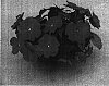 Impatiens%20hawkeri%20%27Gr%C3%BCNeu%2021%27
