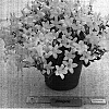 Campanula%20portenschlagiana%20%27PKMP06%27