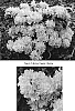 Rhododendron%20sp.%20%27PJM%20Pink%20Delight%27