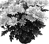 Chrysanthemum%20morifolium%20%27GG%20GTCHA%2005%27