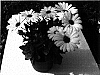 Osteospermum%20ecklonis%20Norl.%20%27Oste%20Whiteytwo%27