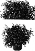 Loropetalum%20chinensis%20%27Shang-hi%27