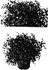 Loropetalum%20chinensis%20%27Shang-hi%27
