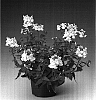 Nemesia%20hybrid%20%27Nemhawit%27
