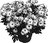 Chrysanthemum%20x%20morifolium%20%27GG%20GOBTW%2005%27