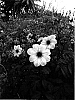 Dahlia%20variabilis%20%27Knockout%27
