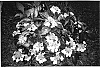 Hydrangea%20macrophylla%20%27HYMMAD%20III%27