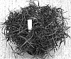 Dianthus%20x%20hybrida%20%27Cranberry%20Ice%27