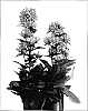 Campanula%20glomerata%20%27Emerald%27